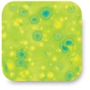 Melon, CTL-41 Melon, CTL-41