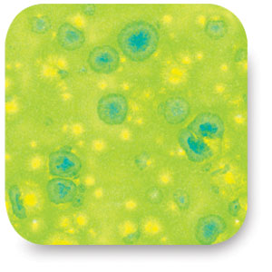 Melon, CTL-41