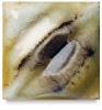 Chocolate Chip, CTL-32