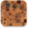 Brown Earth, CTL-31 Brown Earth, CTL-31