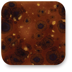 Ginger Bread, CTL-36