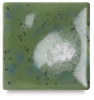 Spotted Kiwi, S-2715