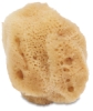 White Silk Sponge