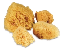 Royal Super Value Sponge Set