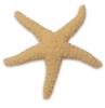Star Fish