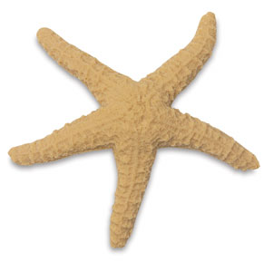 Star Fish
