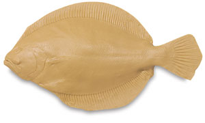 Flounder