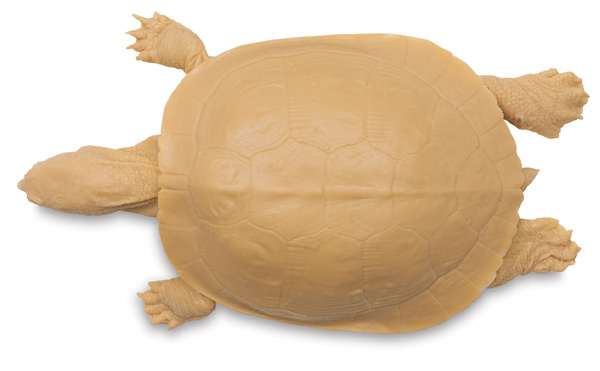 Painted Turtle