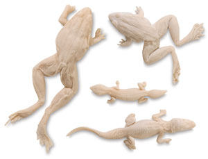 4-Piece Reptile Set