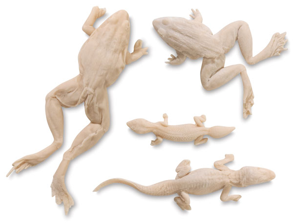 4-Piece Reptile Set