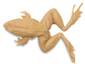 Grass Frog