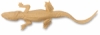 Alligator
