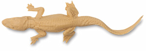 Alligator