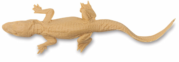 Alligator
