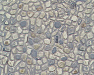 Example of painted Random Stone, 1:100 Scale