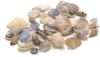 Seashells