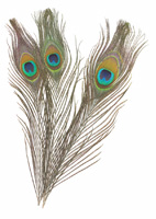 Peacock Feathers