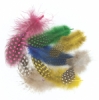 Spotted Guinea Feathers