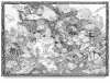 Coral Kingdom