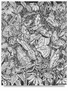 Butterfies and Moths of the World
