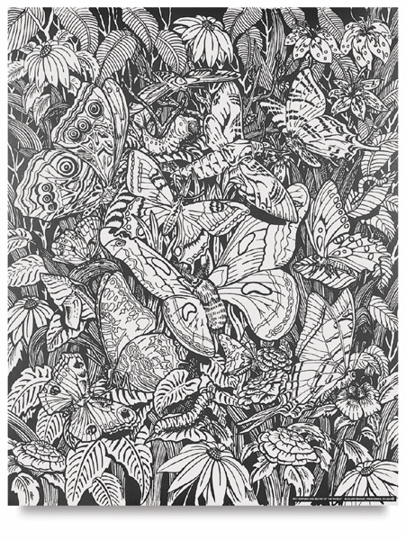 Butterfies and Moths of the World