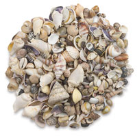 Bucket O' Shells
