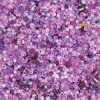Lilac Mist
