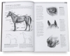 Drawing Made Easy: Horses and Ponies