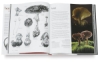 Botany for the Artist