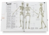 All About Techniques in Anatomy for the Artist