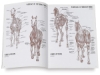 Horses 6