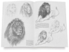 Animals 12