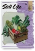 Still Life 41