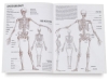Anatomy for Artists 4