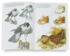 Birds 28