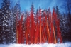 Chihuly: Through the Looking Glass