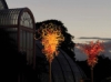 Chihuly: Through the Looking Glass