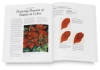 Lee Hammond’s Big Book of Drawing