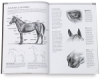 Drawing Made Easy: Horses and Ponies