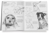 Drawing Animals