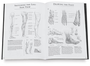 Basic Anatomy
