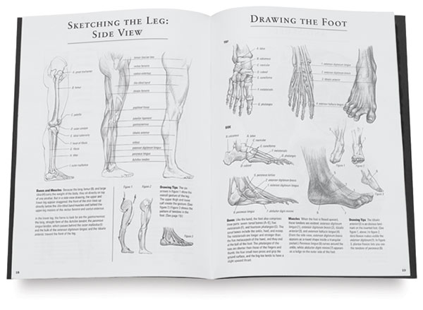 Basic Anatomy