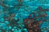 Acrylic Fusion