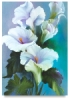 Calla Lillies