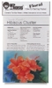 Hibiscus Cluster