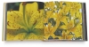 Picture Atlas of Flowers