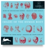 Images of the Human Body