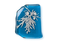 Glass Fossils